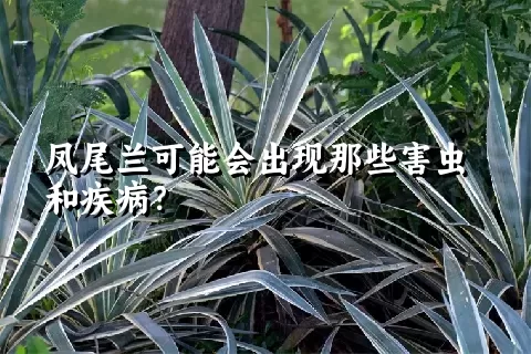 凤尾兰可能会出现那些害虫和疾病？