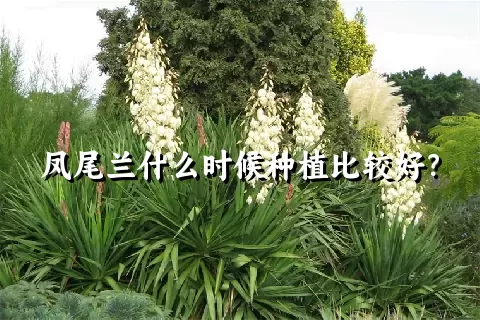 凤尾兰什么时候种植比较好？