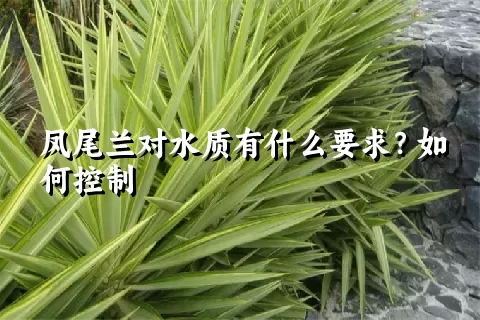 凤尾兰对水质有什么要求？如何控制