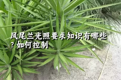 凤尾兰光照要求知识有哪些？如何控制