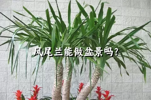 凤尾兰能做盆景吗？