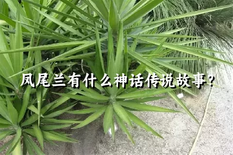 凤尾兰有什么神话传说故事？