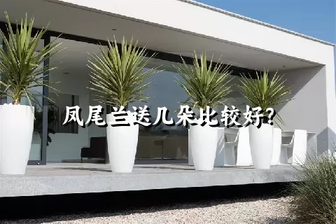 凤尾兰送几朵比较好？