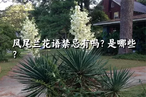 凤尾兰花语禁忌有吗？是哪些？