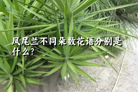 凤尾兰不同朵数花语分别是什么？