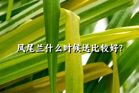 凤尾兰什么时候送比较好？