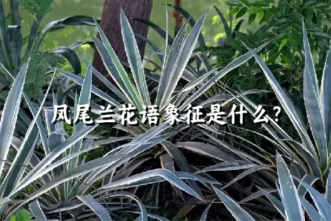 凤尾兰花语象征是什么？