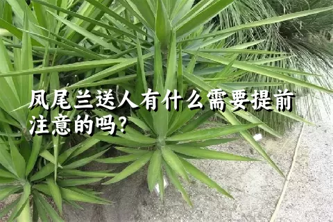 凤尾兰送人有什么需要提前注意的吗？