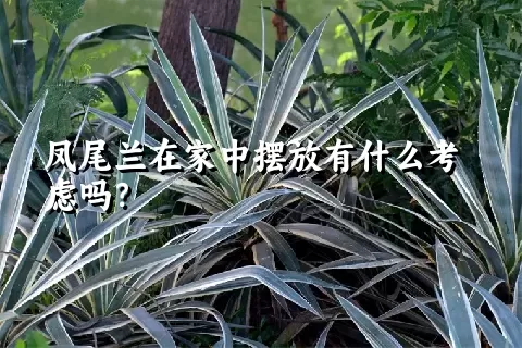 凤尾兰在家中摆放有什么考虑吗？