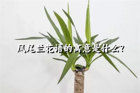 凤尾兰花语的寓意是什么？