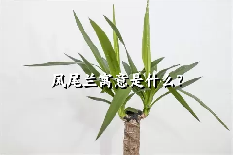 凤尾兰寓意是什么？