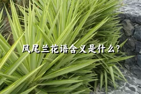 凤尾兰花语含义是什么？