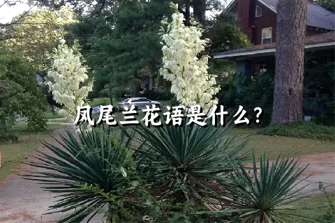 凤尾兰花语是什么？