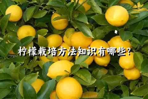 柠檬栽培方法知识有哪些？