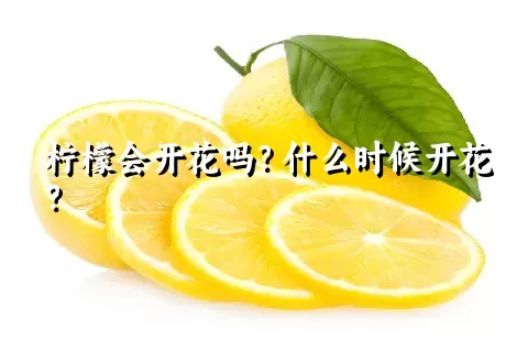 柠檬会开花吗？什么时候开花？