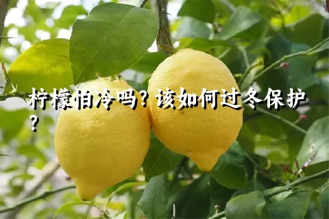 柠檬怕冷吗？该如何过冬保护？