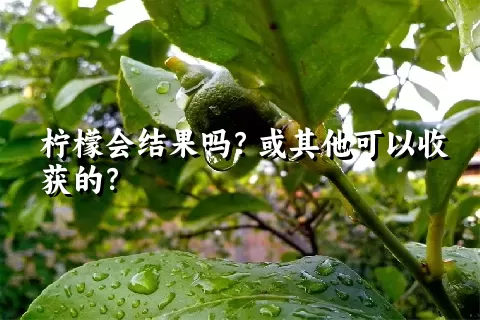 柠檬会结果吗？或其他可以收获的？