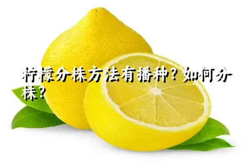 柠檬分株方法有播种？如何分株？