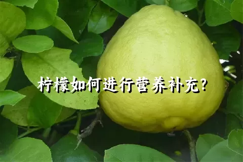 柠檬如何进行营养补充？