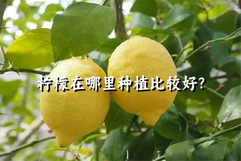 柠檬在哪里种植比较好？