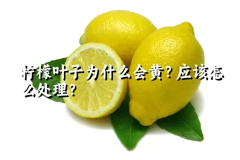 柠檬叶子为什么会黄？应该怎么处理？