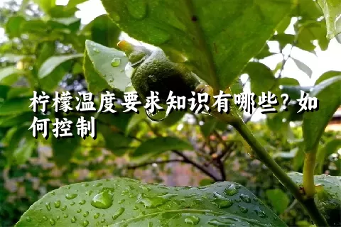 柠檬温度要求知识有哪些？如何控制