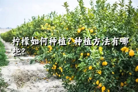 柠檬如何种植？种植方法有哪些？