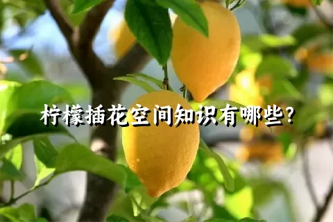 柠檬插花空间知识有哪些？