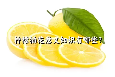 柠檬插花意义知识有哪些？