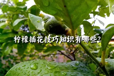 柠檬插花技巧知识有哪些？