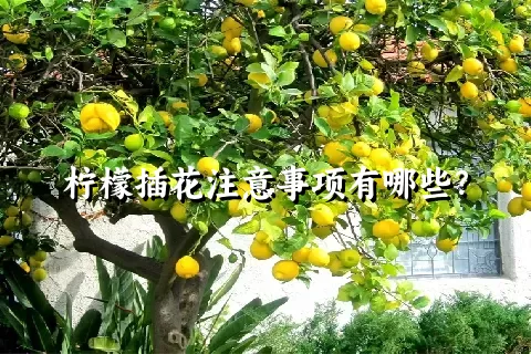 柠檬插花注意事项有哪些？