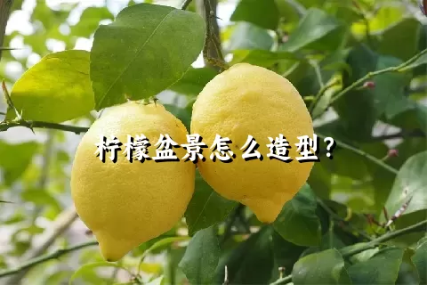 柠檬盆景怎么造型？