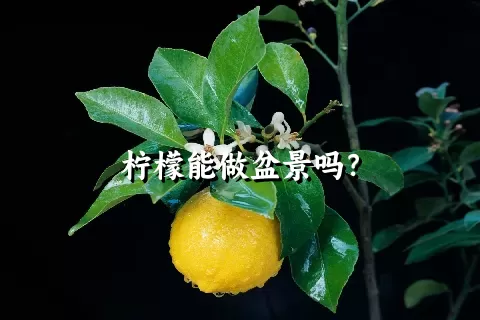 柠檬能做盆景吗？