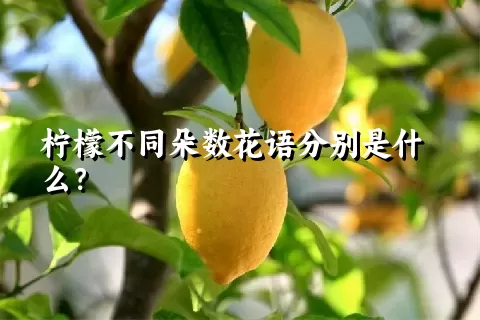 柠檬不同朵数花语分别是什么？