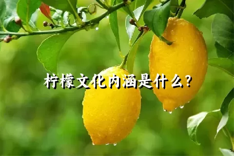 柠檬文化内涵是什么？