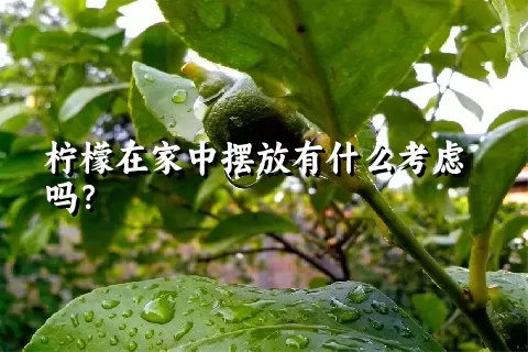 柠檬在家中摆放有什么考虑吗？