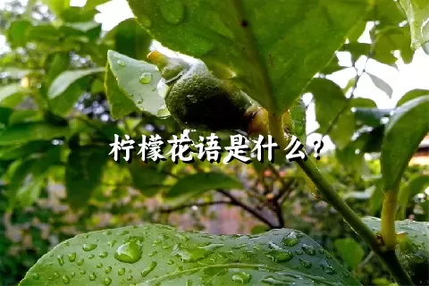 柠檬花语是什么？