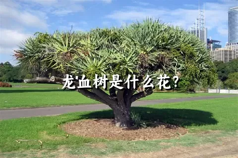 龙血树是什么花？