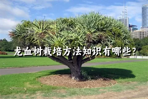 龙血树栽培方法知识有哪些？