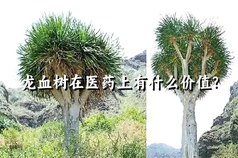 龙血树在医药上有什么价值？