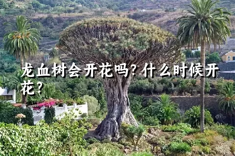 龙血树会开花吗？什么时候开花？