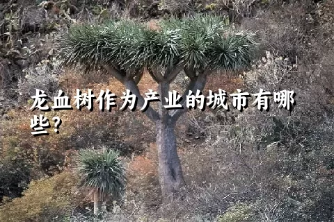 龙血树作为产业的城市有哪些？