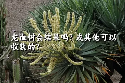 龙血树会结果吗？或其他可以收获的？