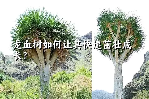 龙血树如何让其快速茁壮成长？