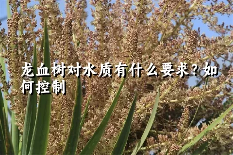 龙血树对水质有什么要求？如何控制