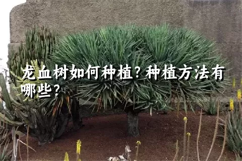 龙血树如何种植？种植方法有哪些？