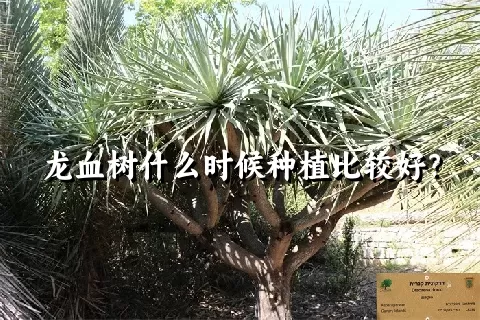 龙血树什么时候种植比较好？