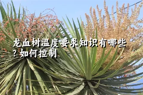 龙血树温度要求知识有哪些？如何控制