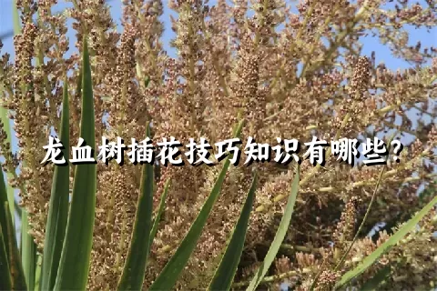 龙血树插花技巧知识有哪些？