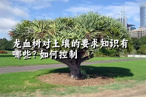 龙血树对土壤的要求知识有哪些？如何控制